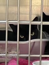 Enlarge Hathor (Barn Cat), a ADOPTABLE Domestic Short Hair in West Swanzey, NH image 1/1