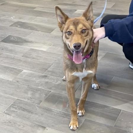 Enlarge Daisy, a ADOPTABLE mixed breed in Nevada, MO image 1/1