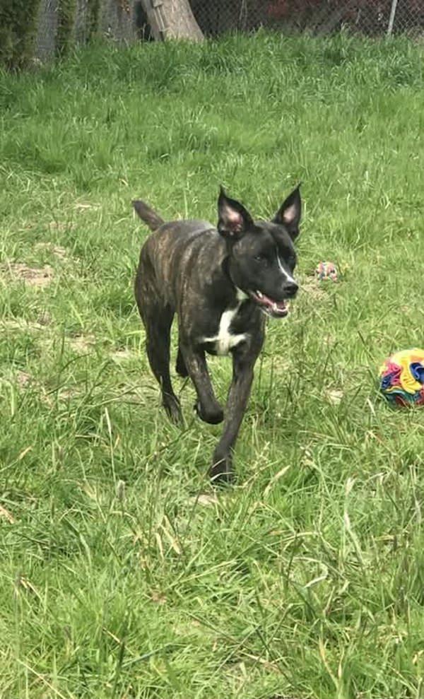 Enlarge Chili, a Adoptable mixed breed in McMinnville, OR image 1/2