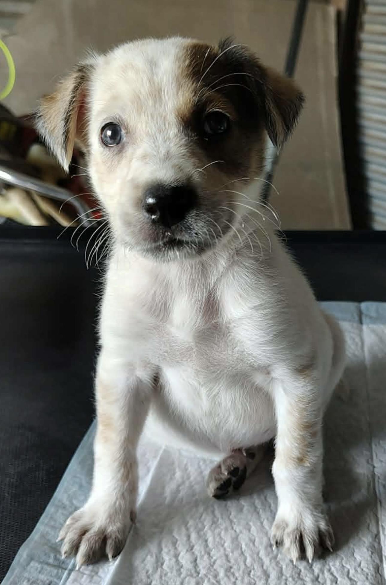 Enlarge Lucky, a ADOPTABLE mixed breed in Southlake, TX image 2/4