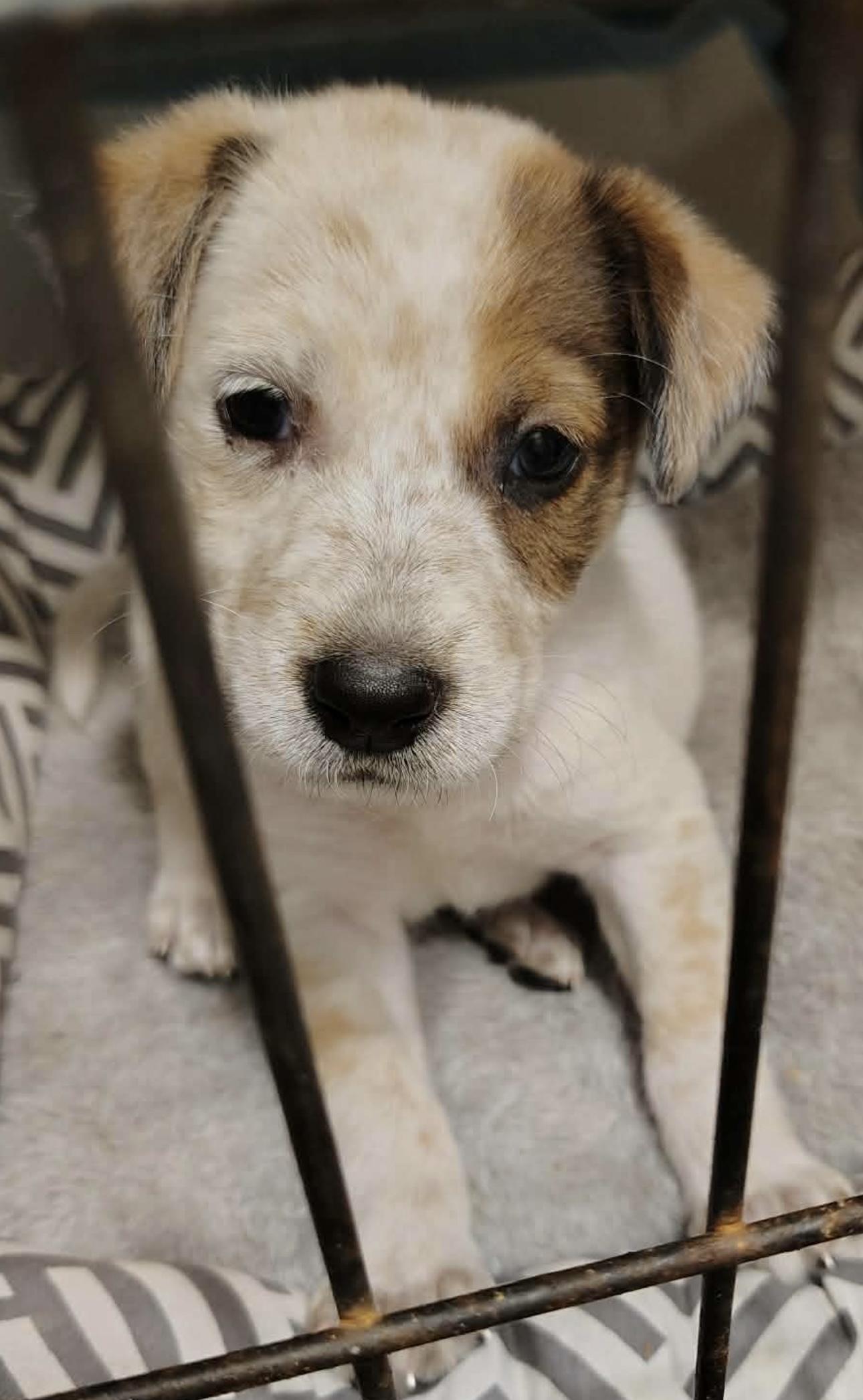 Enlarge Lucky, a ADOPTABLE mixed breed in Southlake, TX image 3/4