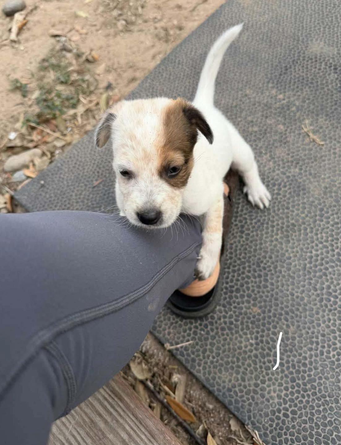 Enlarge Lucky, a ADOPTABLE mixed breed in Southlake, TX image 4/4
