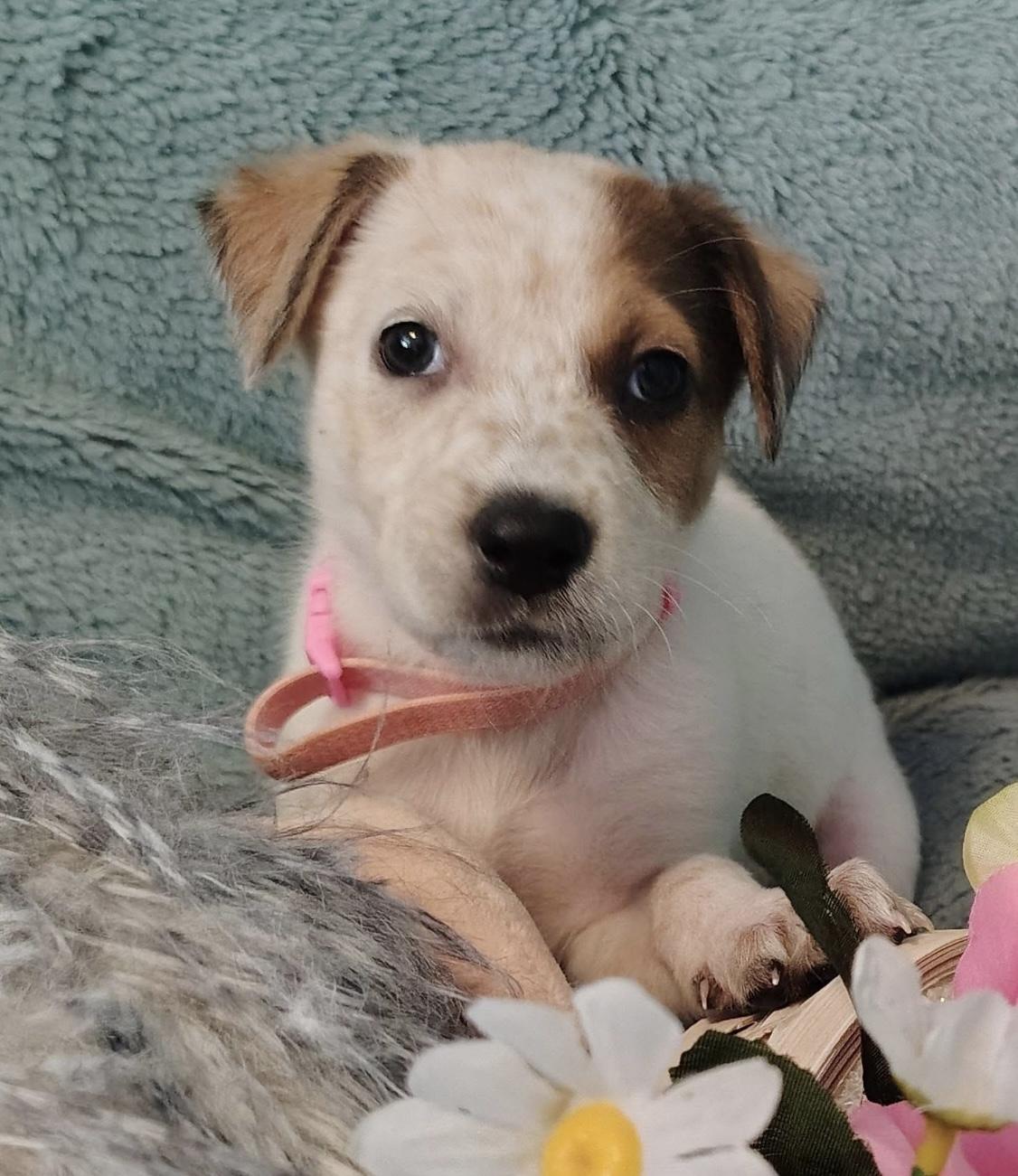 Enlarge Lucky, a ADOPTABLE mixed breed in Southlake, TX image 1/4