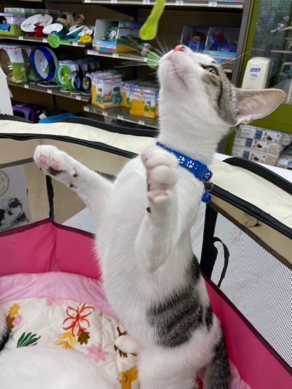 Panda, a Adoptable Domestic Short Hair in Honolulu, HI image 5/6