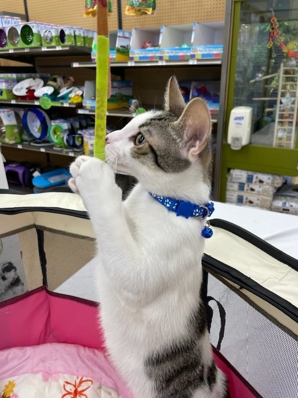 Panda, a Adoptable Domestic Short Hair in Honolulu, HI image 6/6