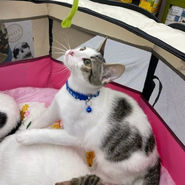 Panda, Adoptable, Young Male Domestic Short Hair.