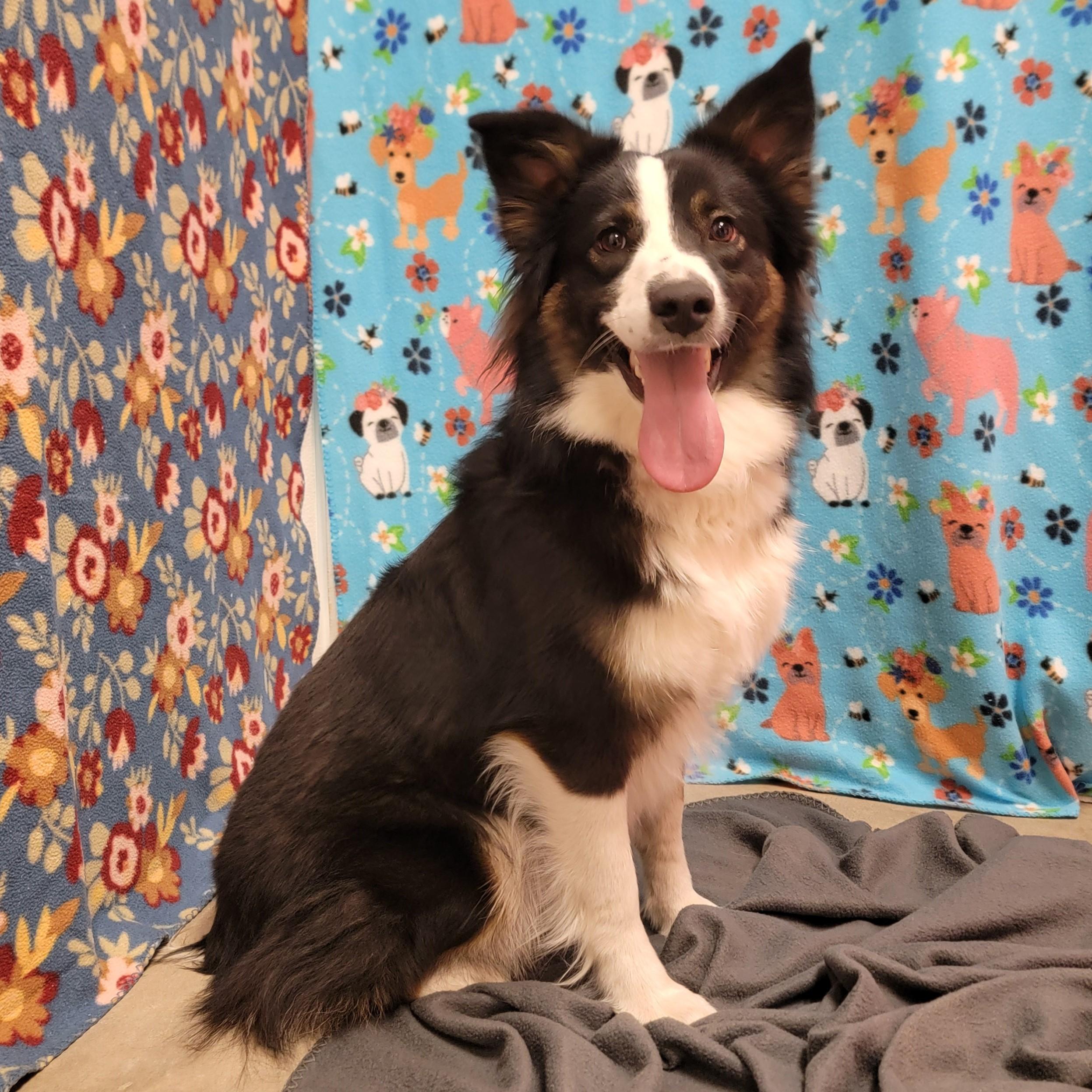 Lola, ADOPTABLE, Adult Female Australian Shepherd.