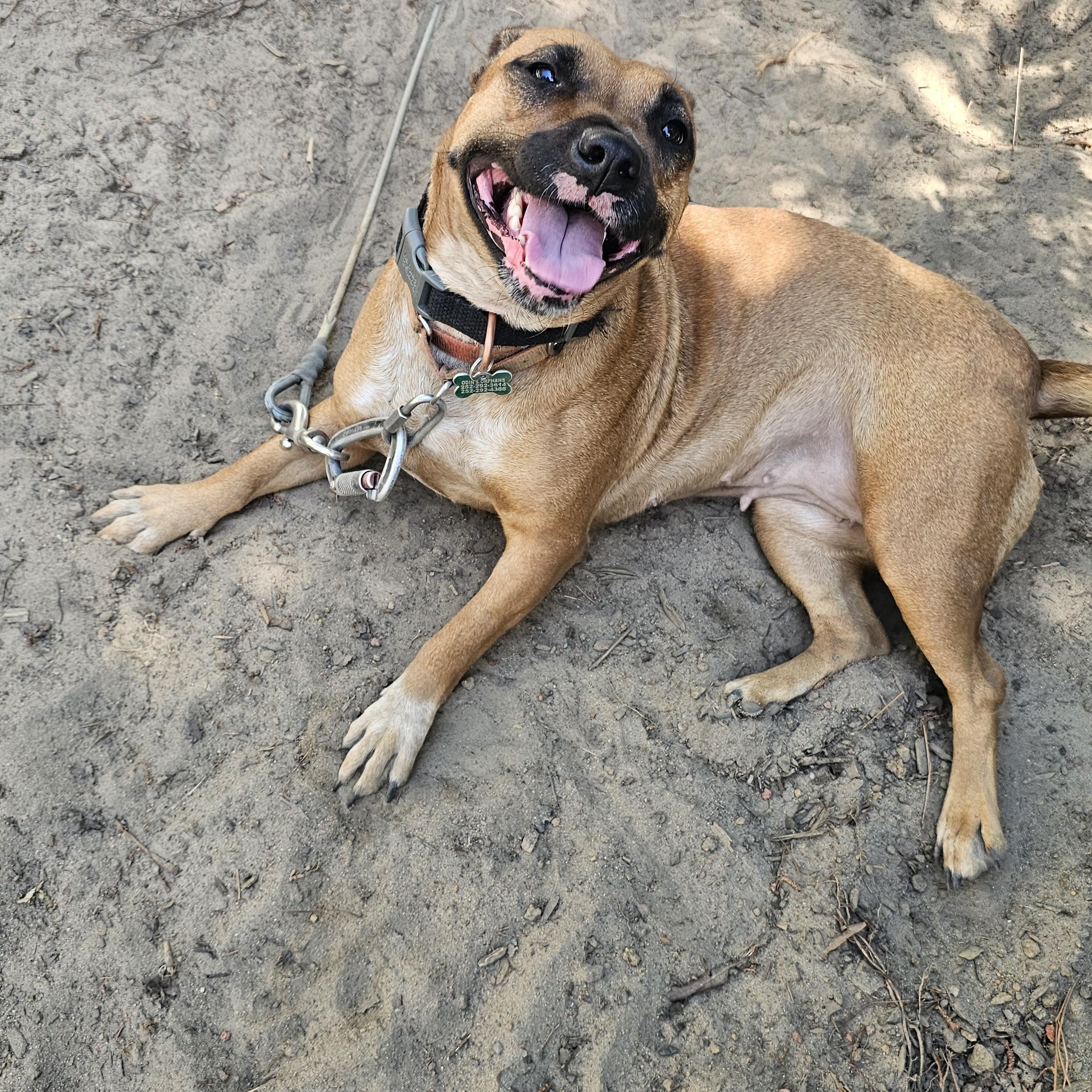 Enlarge MeMe, a Adoptable mixed breed in Rocky Mount, NC image 1/4