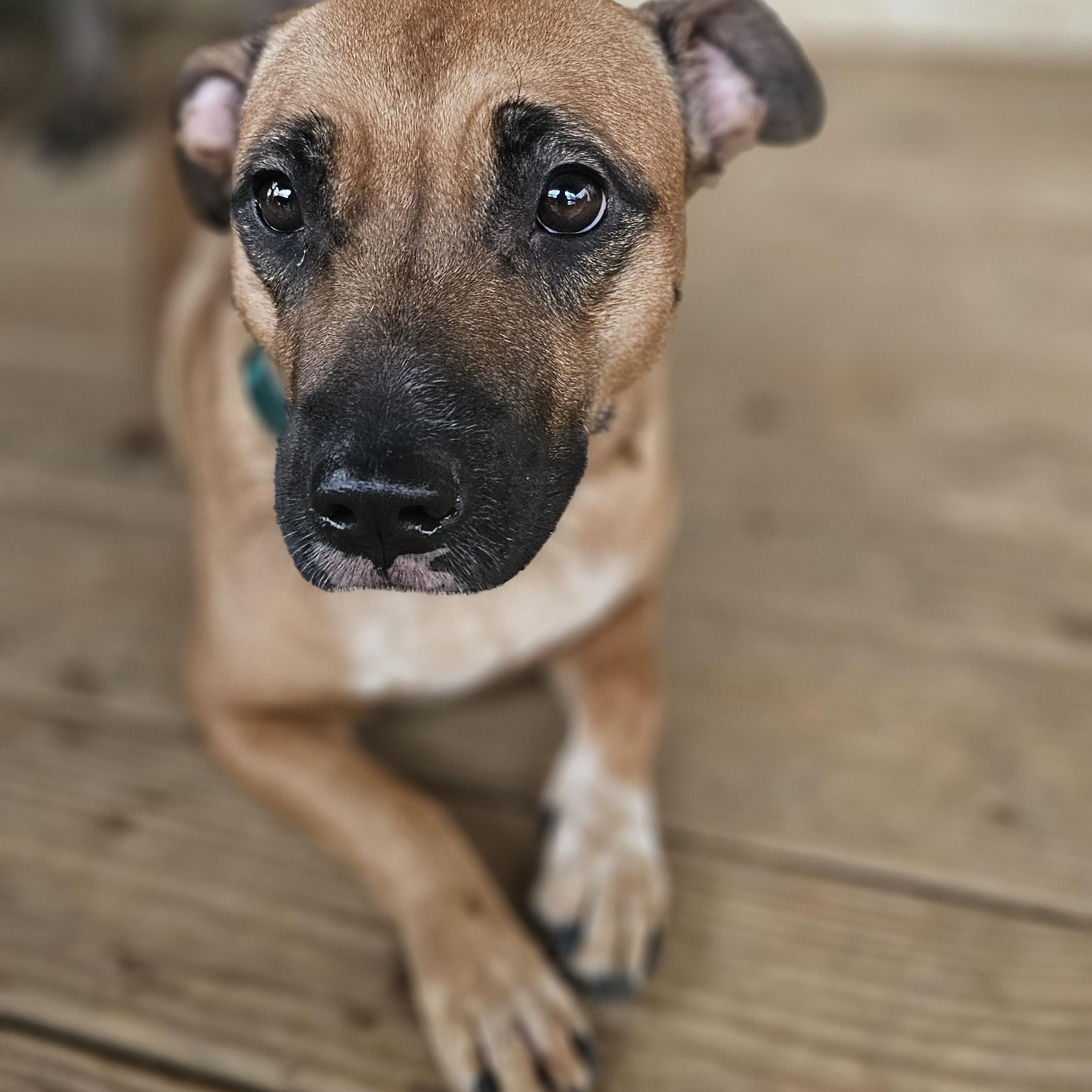 Enlarge MeMe, a Adoptable mixed breed in Rocky Mount, NC image 2/4