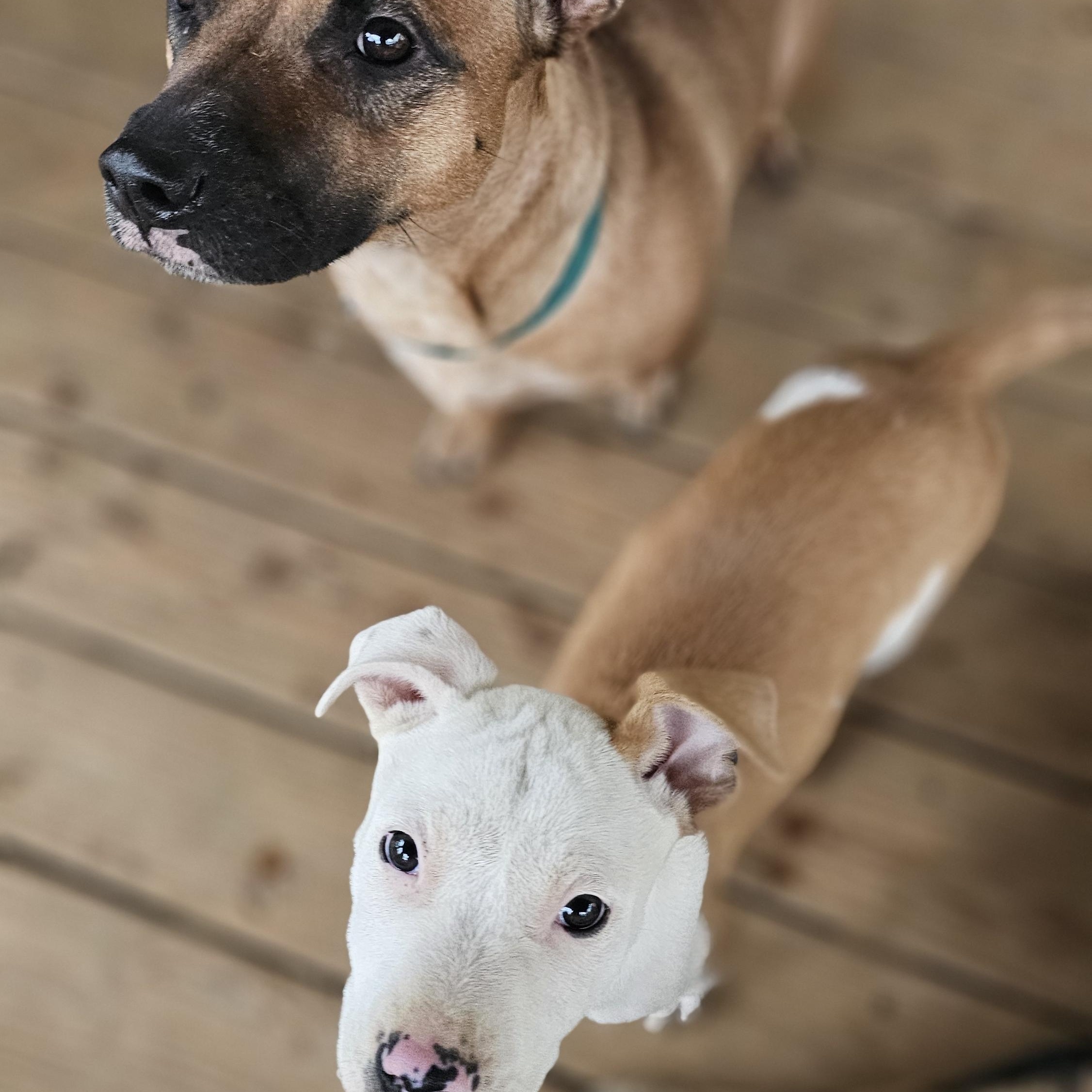 Enlarge MeMe, a Adoptable mixed breed in Rocky Mount, NC image 3/4