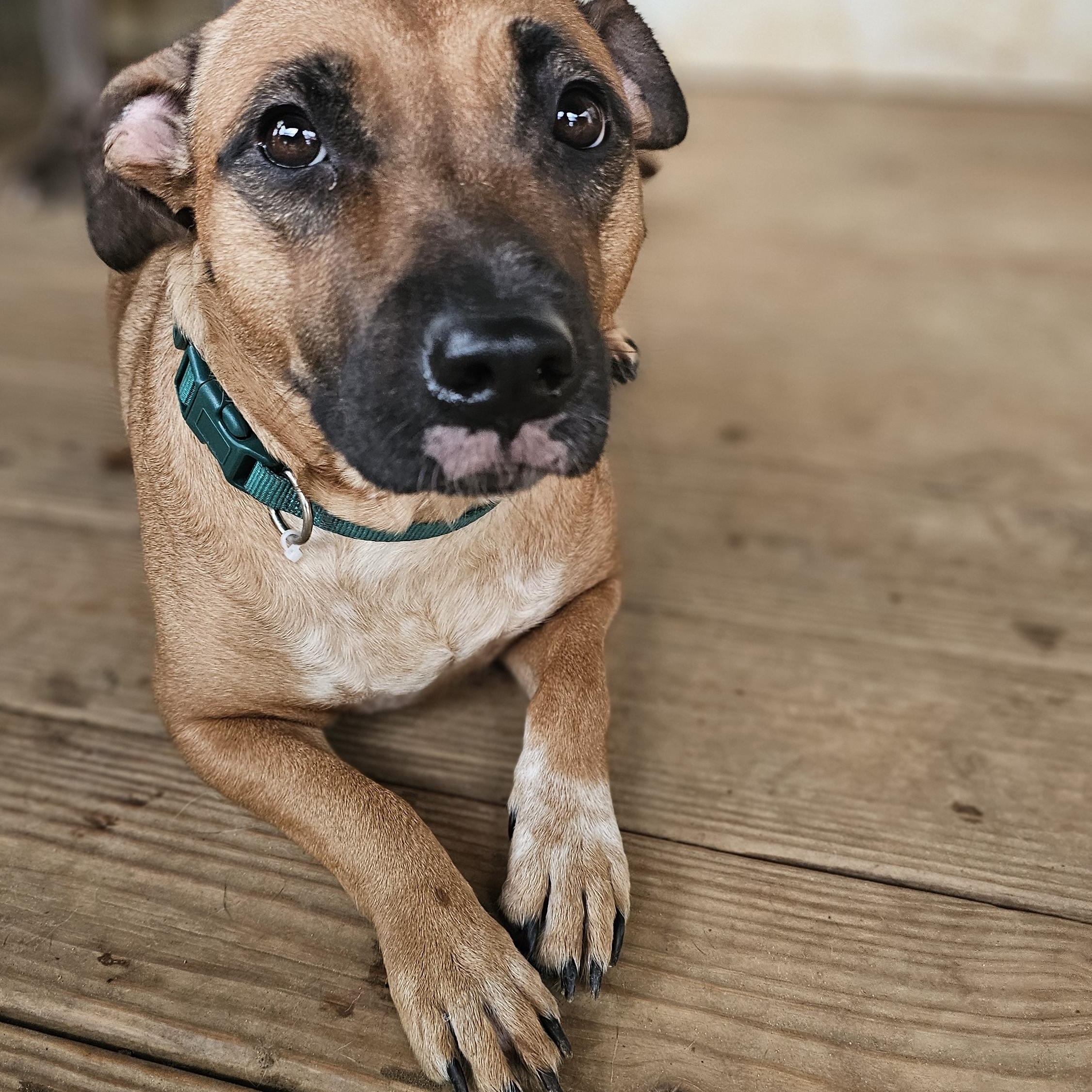 Enlarge MeMe, a Adoptable mixed breed in Rocky Mount, NC image 4/4