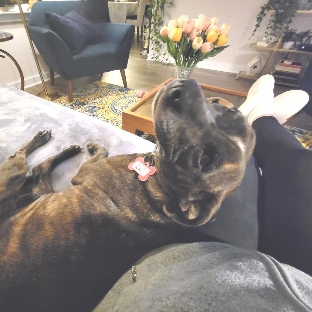 Kiki, Adoptable, Adult Female Terrier.