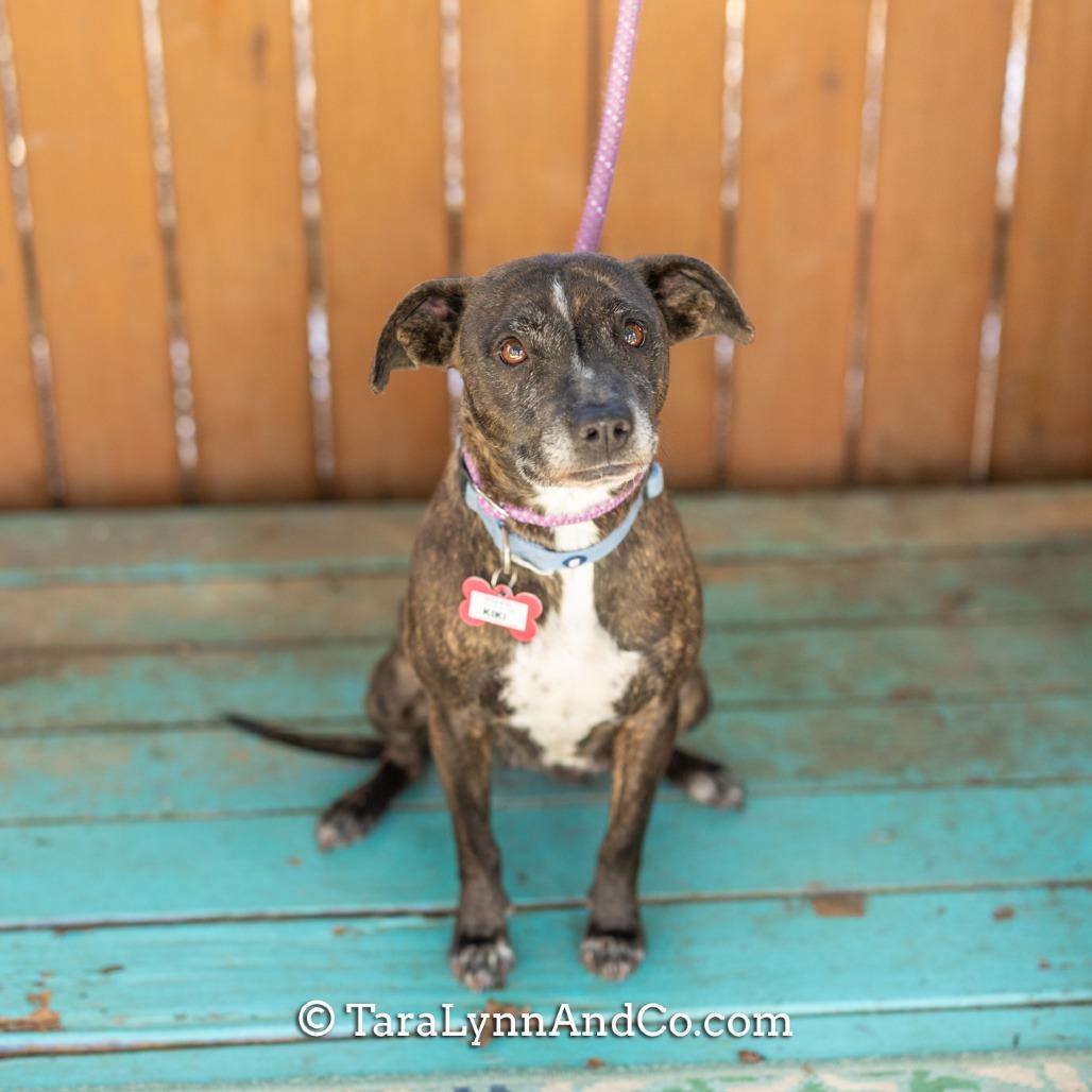 Enlarge Kiki, a Adoptable Terrier in Wake Forest, NC image 2/6