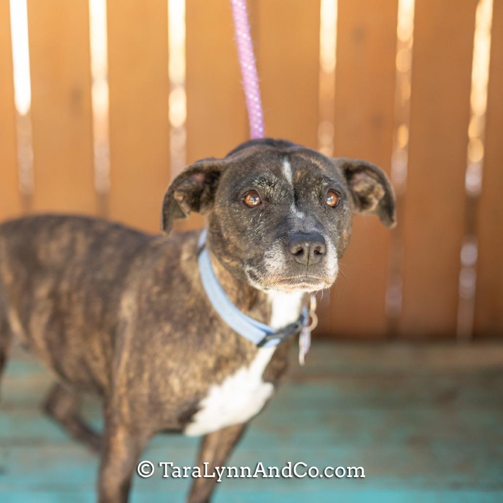 Enlarge Kiki, a Adoptable Terrier in Wake Forest, NC image 3/6