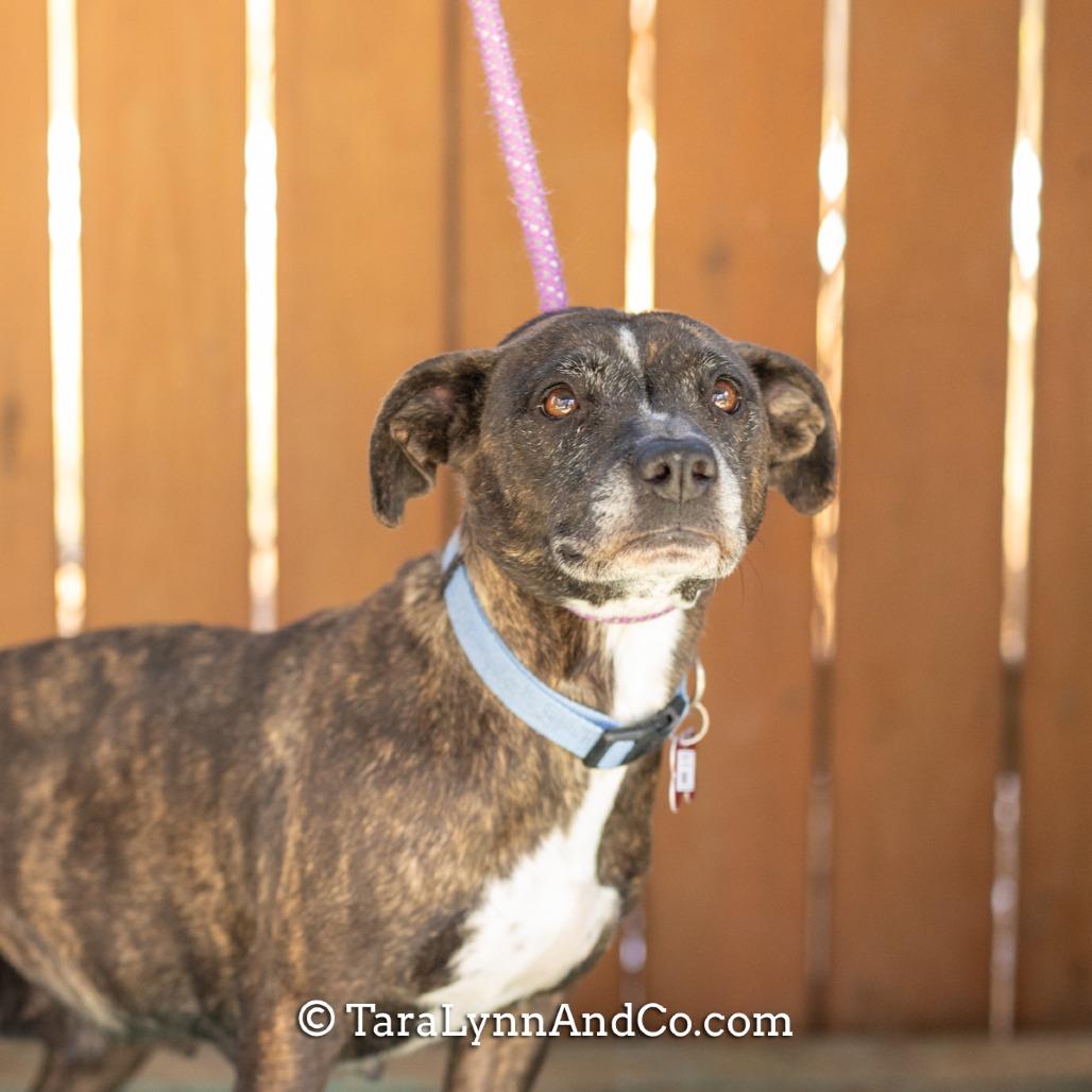 Enlarge Kiki, a Adoptable Terrier in Wake Forest, NC image 6/6