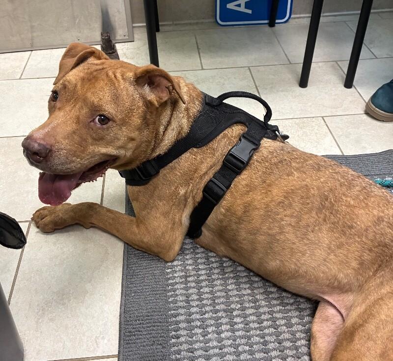 Enlarge Oakley, a Adoptable mixed breed in Disputanta, VA image 2/6