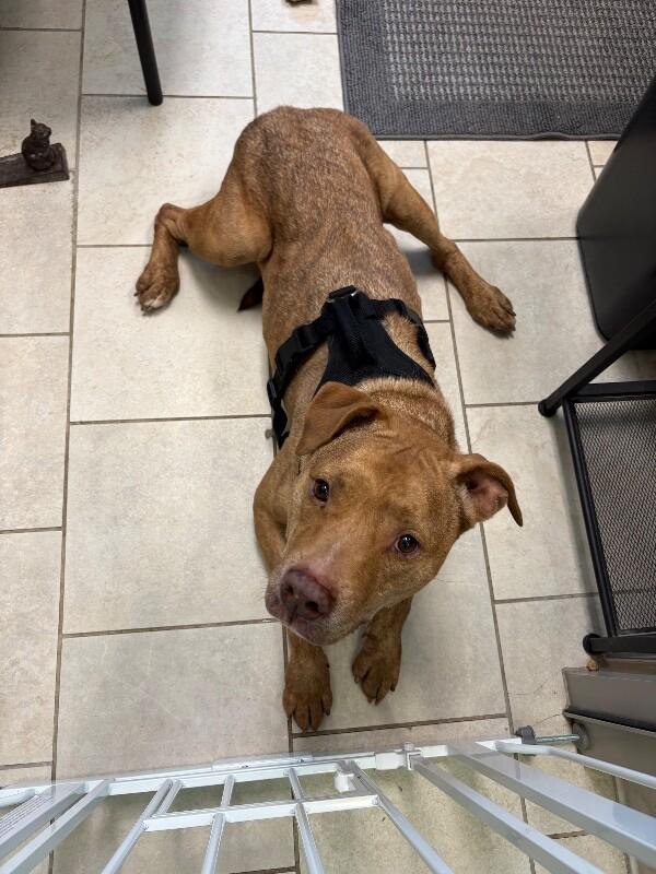 Enlarge Oakley, a Adoptable mixed breed in Disputanta, VA image 3/6