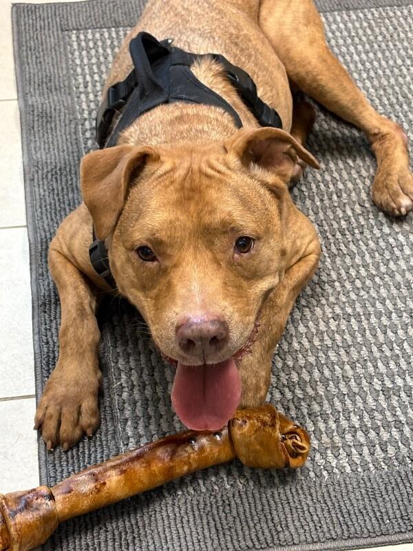 Enlarge Oakley, a Adoptable mixed breed in Disputanta, VA image 4/6