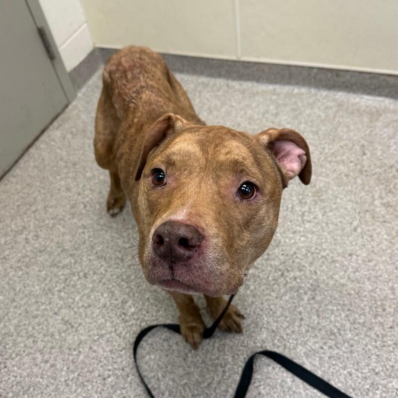 Enlarge Oakley, a Adoptable mixed breed in Disputanta, VA image 2/2