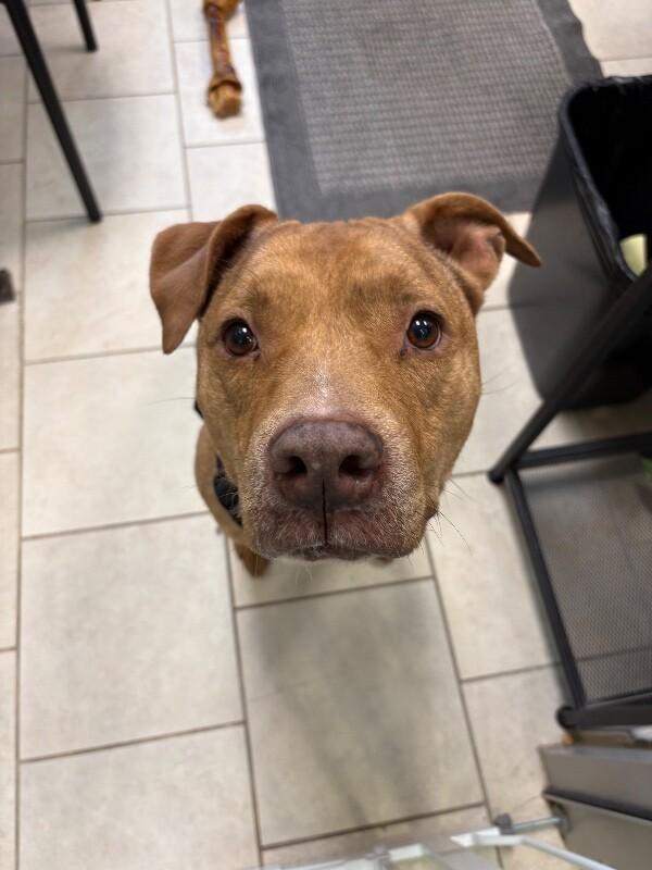Enlarge Oakley, a Adoptable mixed breed in Disputanta, VA image 6/6