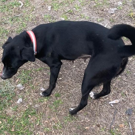 Enlarge Zuri, a Adoptable mixed breed in Lincoln, NE image 4/4