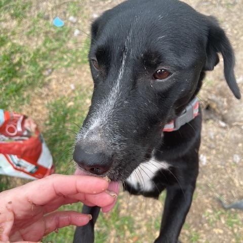 Enlarge Zuri, a Adoptable mixed breed in Lincoln, NE image 2/4