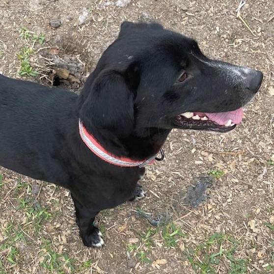 Enlarge Zuri, a Adoptable mixed breed in Lincoln, NE image 3/4