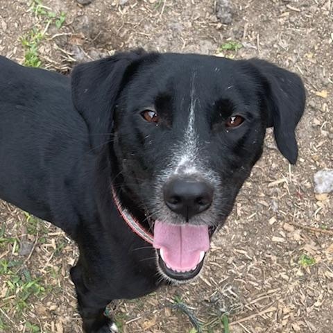 Zuri, Adoptable, Young Female Labrador Retriever & German Shepherd Dog.