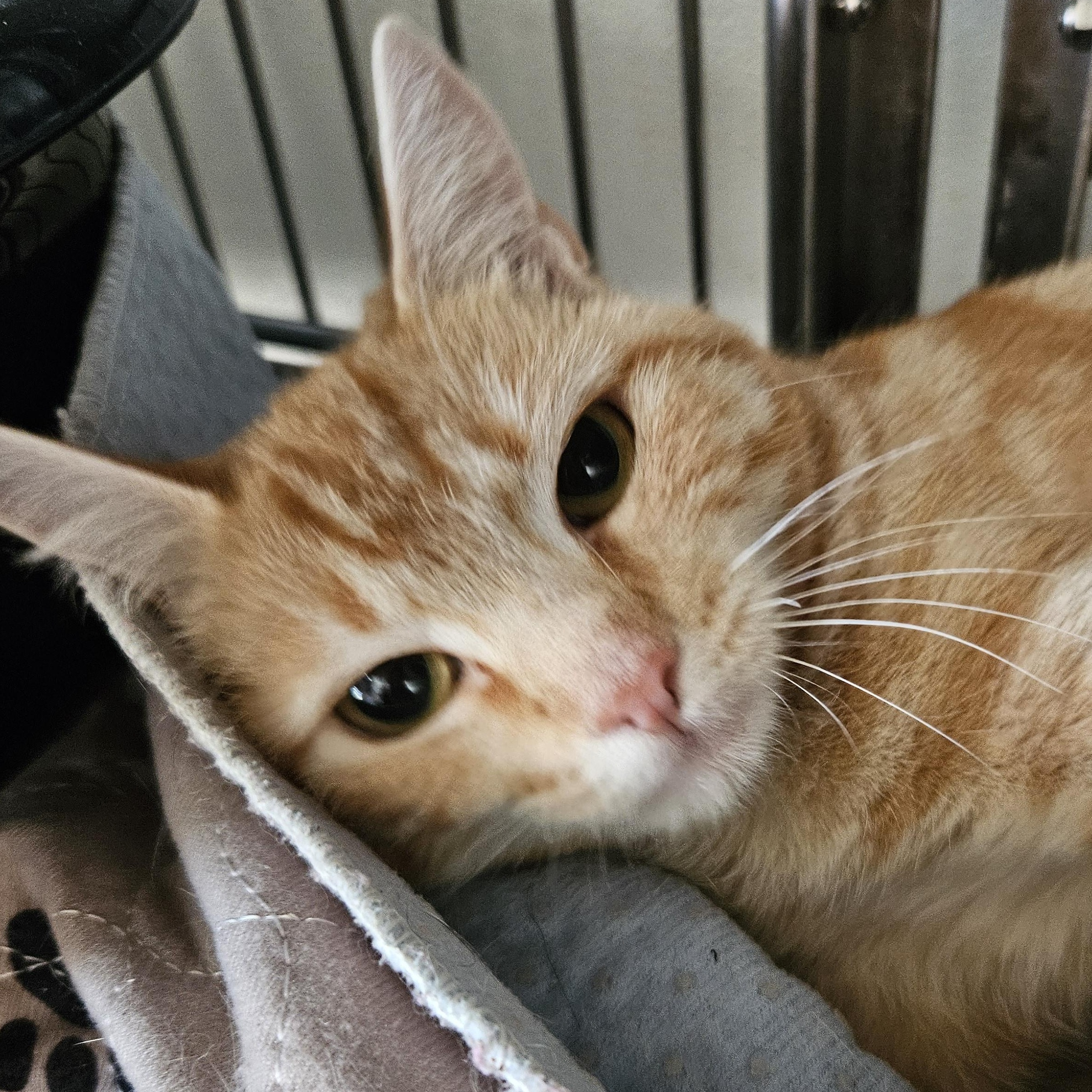 Enlarge Miss Spink, a Adoptable mixed breed in The Dalles, OR image 2/2