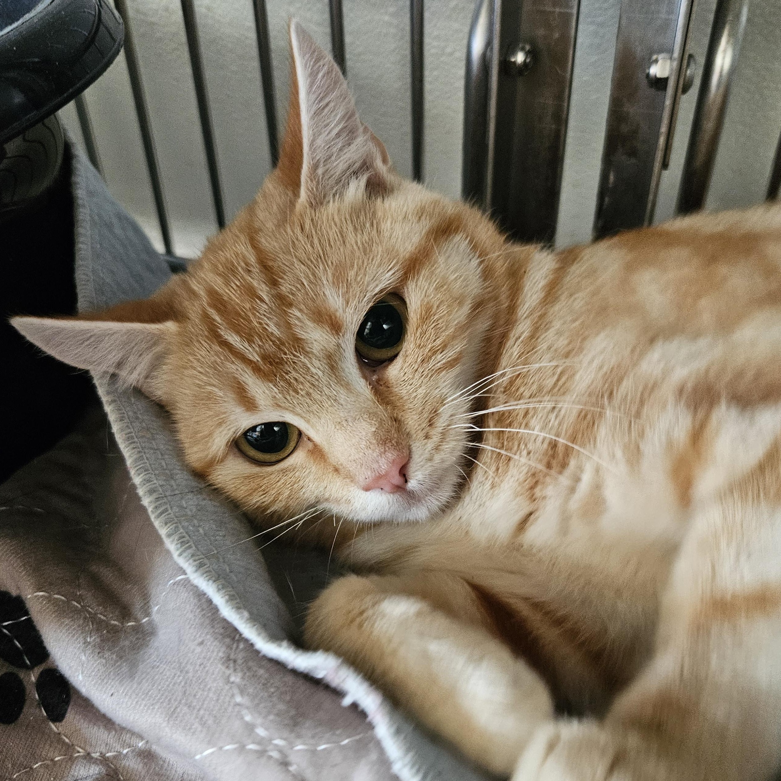 Miss Spink, Adoptable, Young Female Domestic Short Hair.