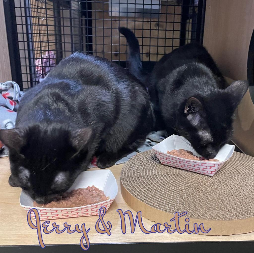 Enlarge Jerry (and Martin), a Adoptable mixed breed in New York, NY image 3/4