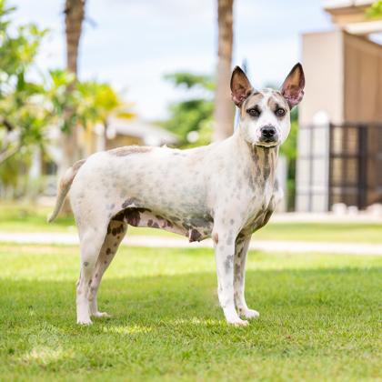 Enlarge Lydia, a Adoptable mixed breed in Honolulu, HI image 1/3