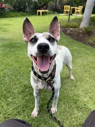 Enlarge Lydia, a Adoptable mixed breed in Honolulu, HI image 2/3
