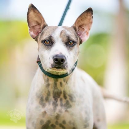 Enlarge Lydia, a Adoptable mixed breed in Honolulu, HI image 3/3