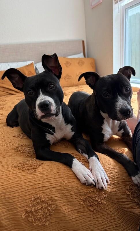 Phoebe, Adoptable, Adult Female American Staffordshire Terrier.
