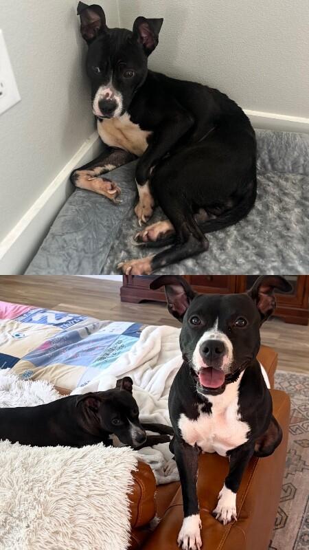 Enlarge Phoebe, a Adoptable American Staffordshire Terrier in Austin, TX image 2/5