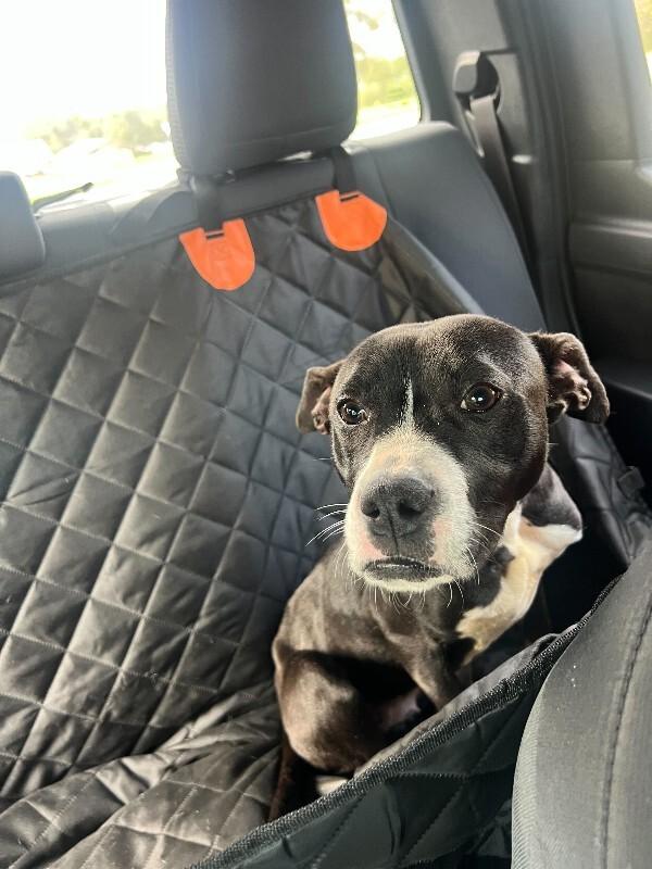 Enlarge Phoebe, a Adoptable American Staffordshire Terrier in Austin, TX image 3/5