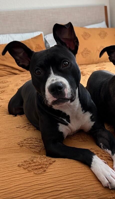 Enlarge Phoebe, a Adoptable American Staffordshire Terrier in Austin, TX image 4/5