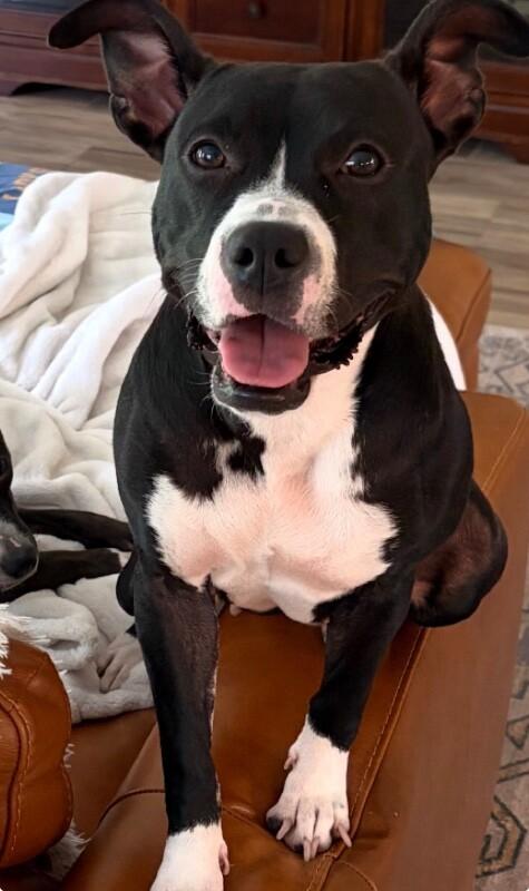 Enlarge Phoebe, a Adoptable American Staffordshire Terrier in Austin, TX image 5/5