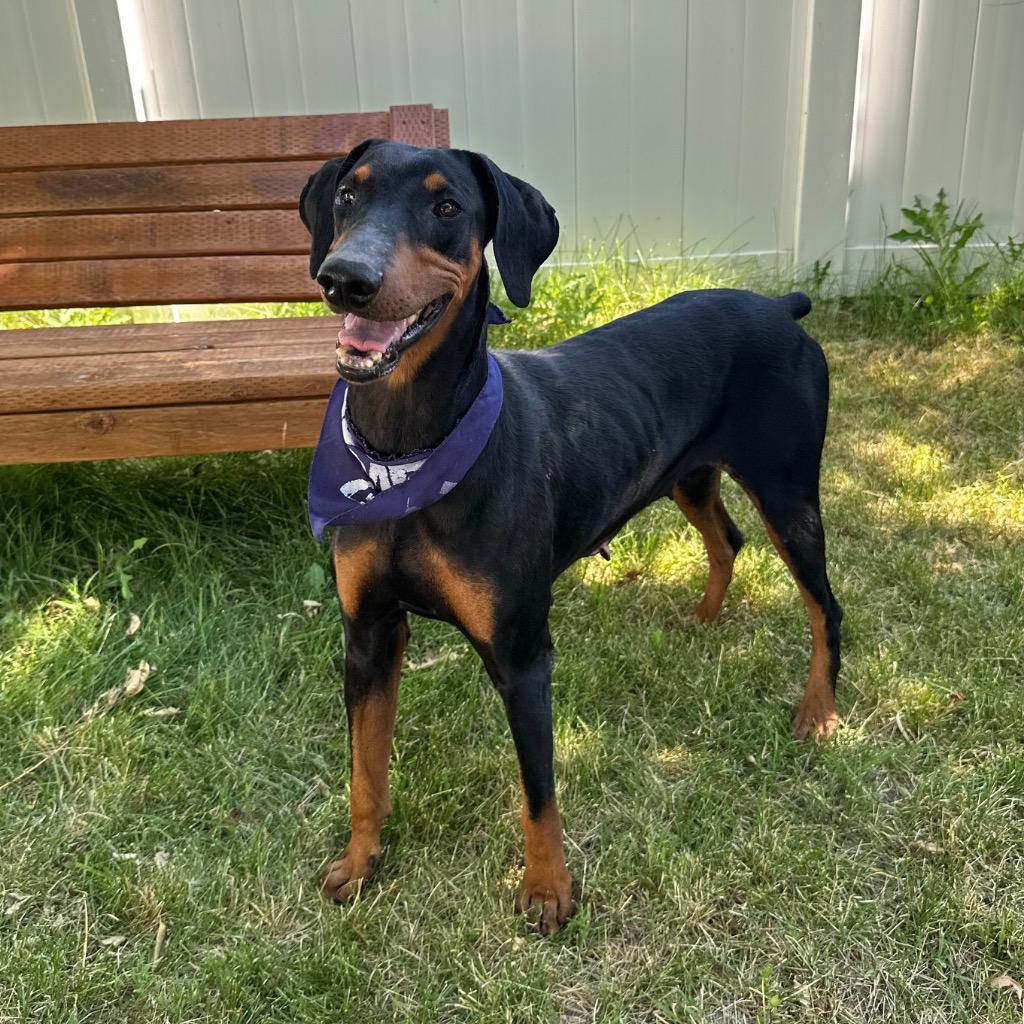 Hattie, Adoptable, Adult Female Doberman Pinscher.