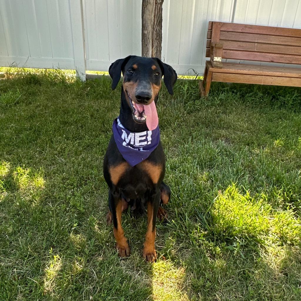 Hattie, a Adoptable Doberman Pinscher in Logan, UT image 2/3