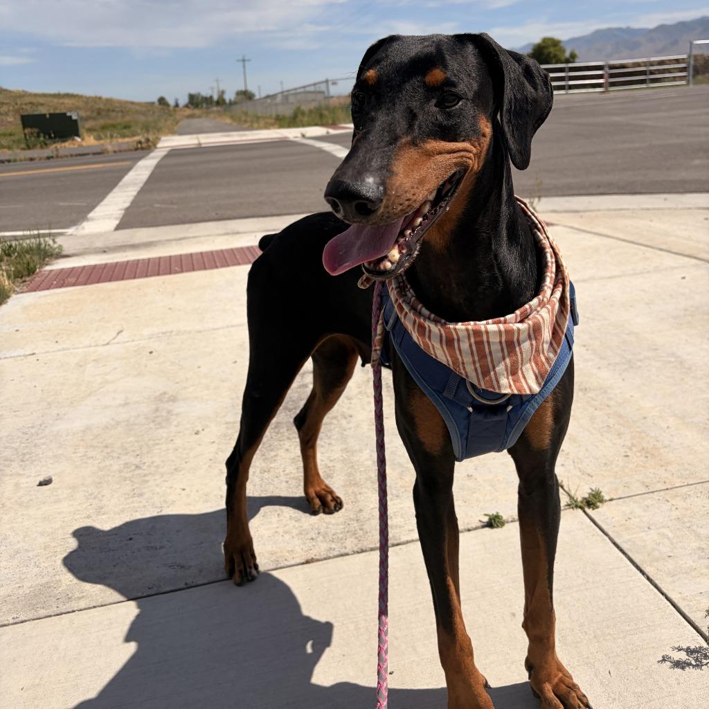 Hattie, a Adoptable Doberman Pinscher in Logan, UT image 3/3