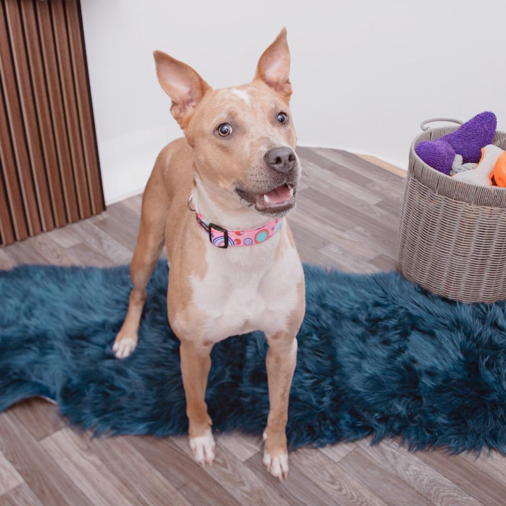 Emilia, a Adoptable mixed breed in Los Angeles, CA image 1/3