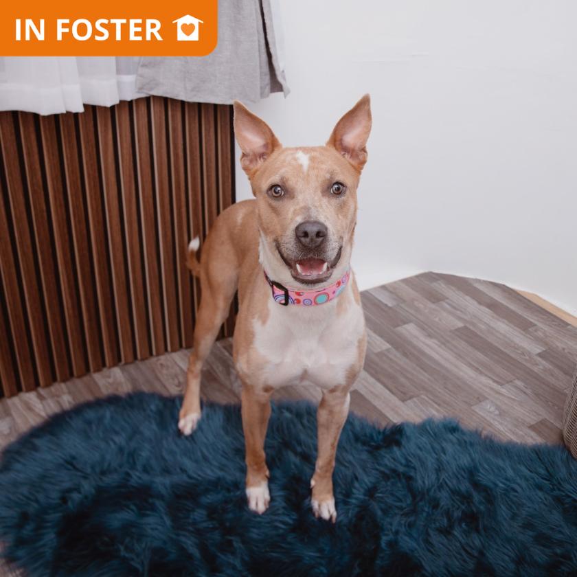 Emilia, a Adoptable mixed breed in Los Angeles, CA image 2/3