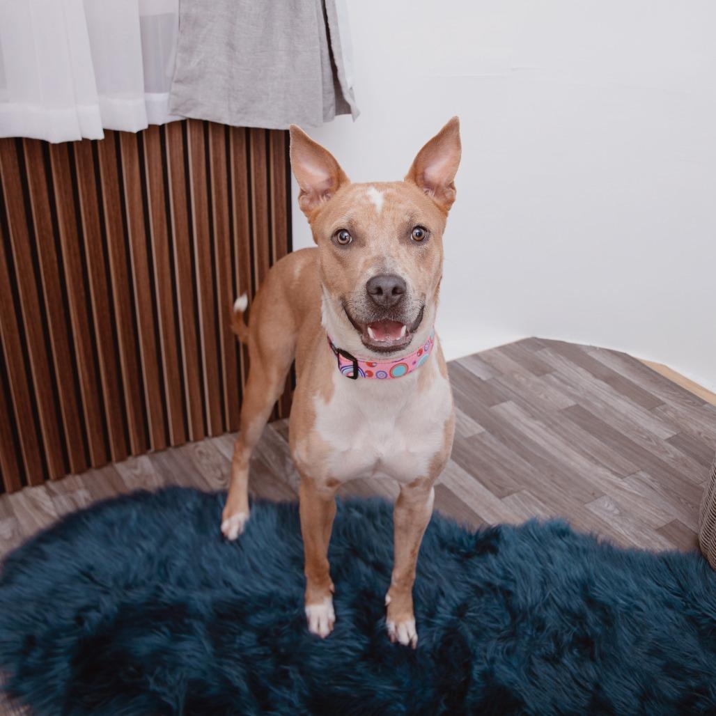 Emilia, a Adoptable mixed breed in Los Angeles, CA image 3/3