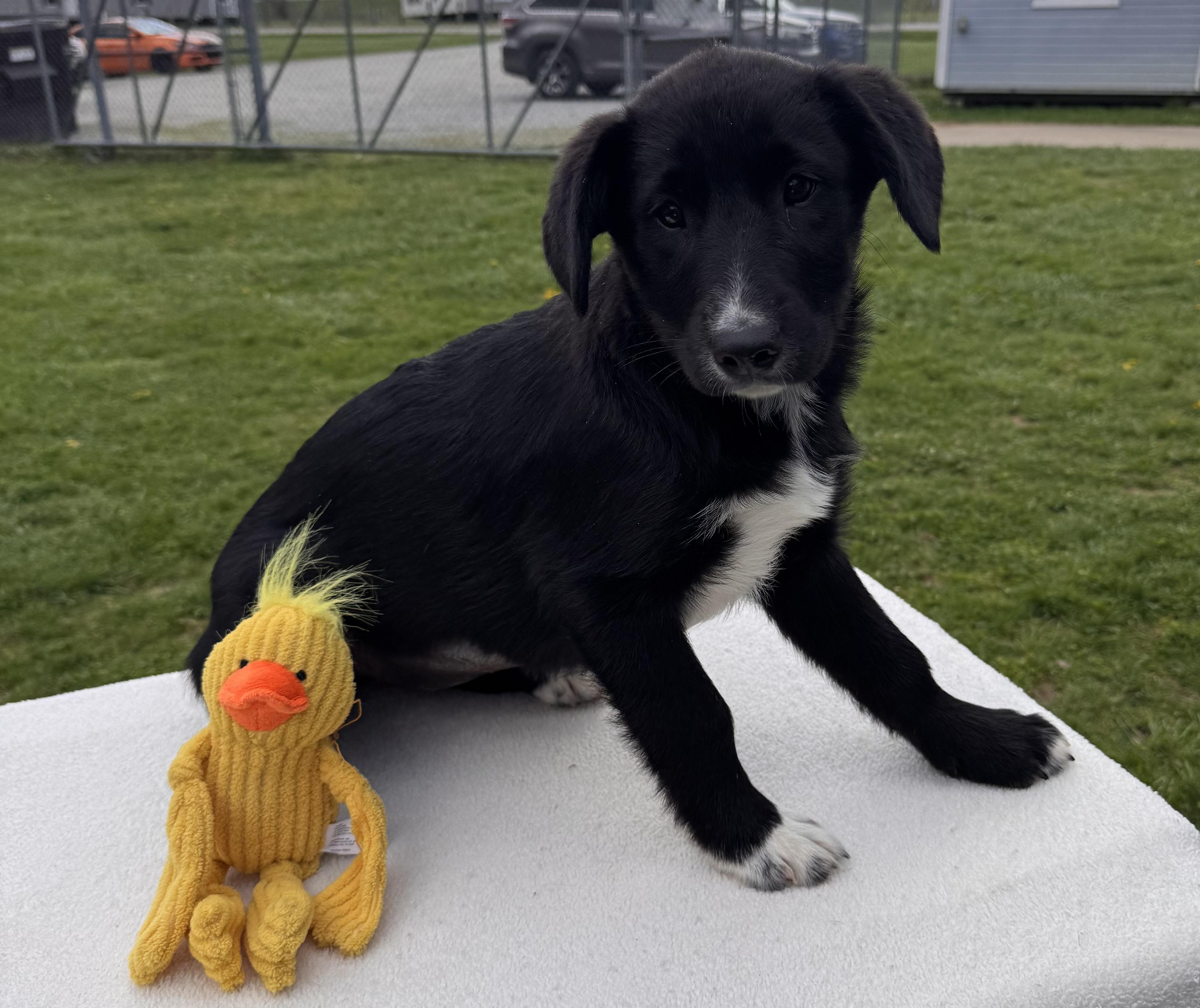 Jellybean, ADOPTABLE, Puppy Female Border Collie.
