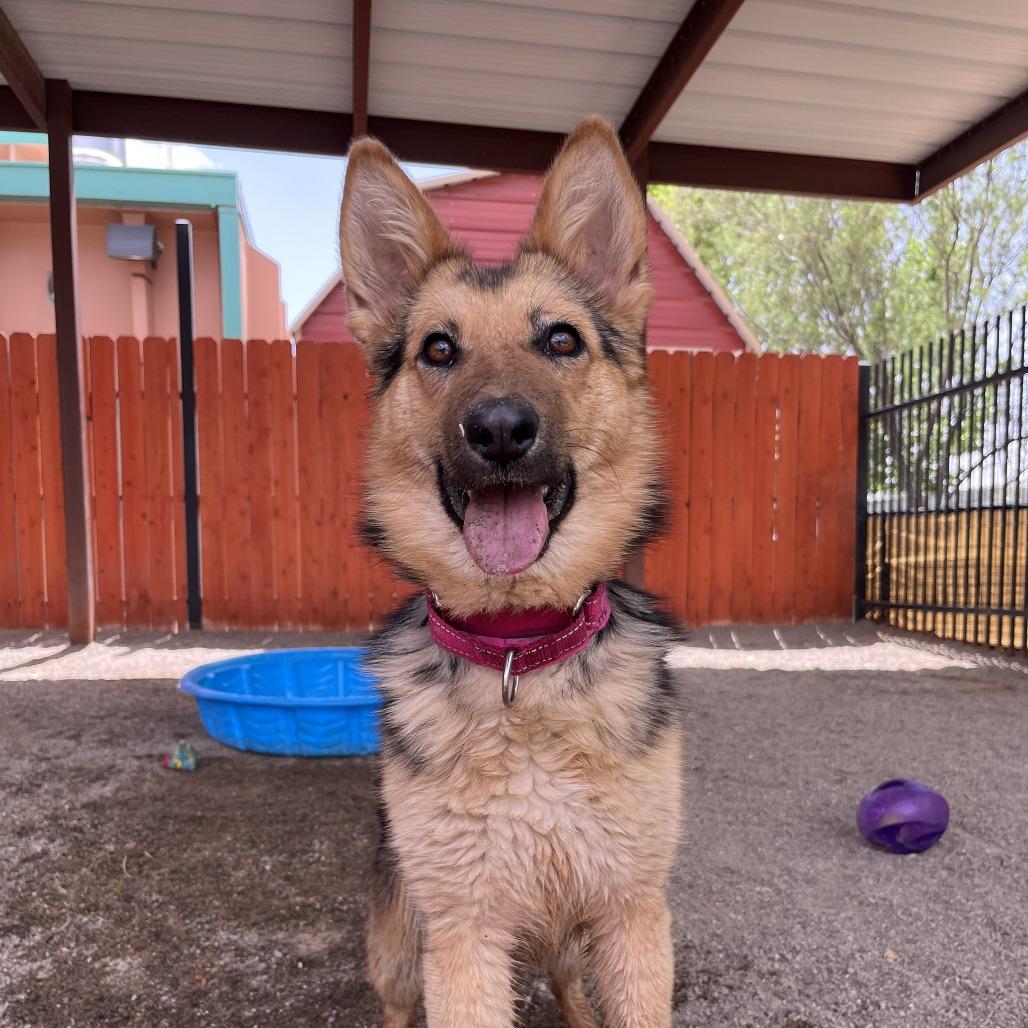 Latte, Adoptable, Young Female German Shepherd Dog & Mixed Breed.