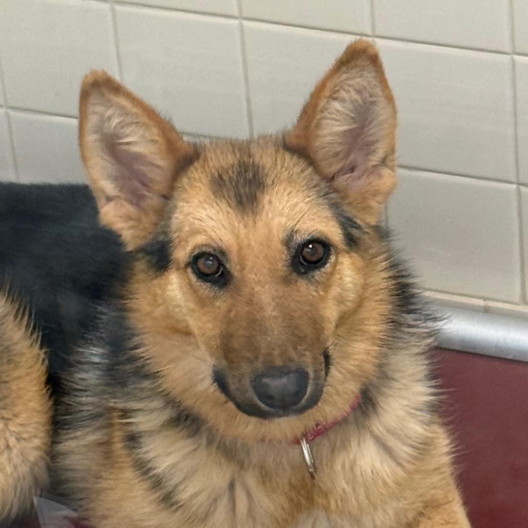Enlarge Latte, a Adoptable mixed breed in Albuquerque, NM image 2/6