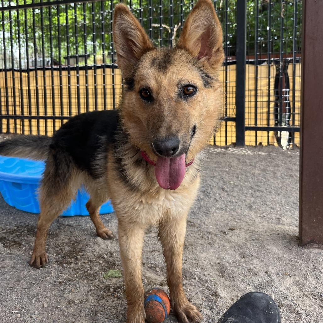 Enlarge Latte, a Adoptable mixed breed in Albuquerque, NM image 3/6