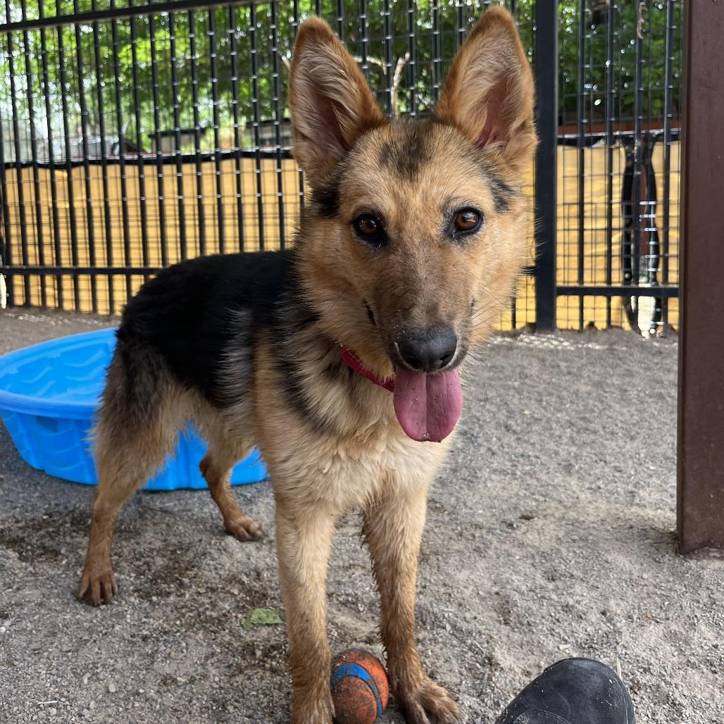 Enlarge Latte, a Adoptable mixed breed in Albuquerque, NM image 4/6